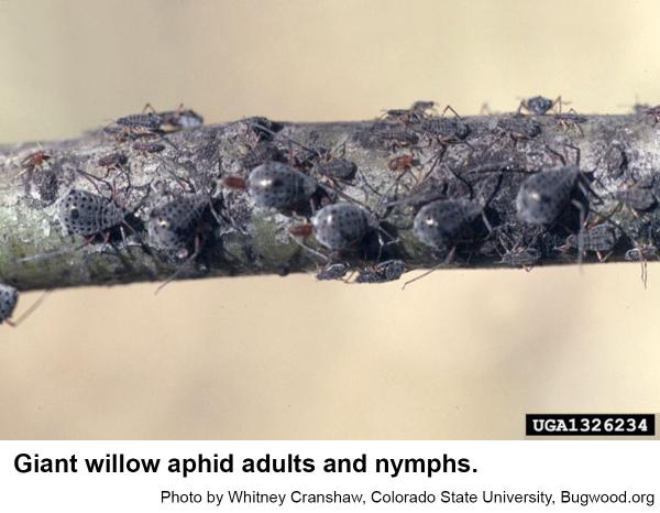 Giant willow aphids